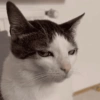 Meme kucing / cat 15