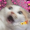 Gatitos Memes😺✨💕10 5