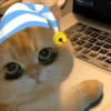Gatos cute😎amor 2😎 15