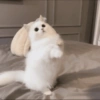 🧿Animalitos Cute para  Chat🐈🐶 13