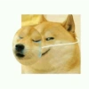 Meme anjing 12