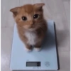 MEME KUCING 5