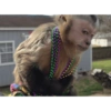Monkey Stickers 1 24