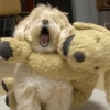 Mix perritos sin palabras  11