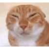 MEME KUCING 8