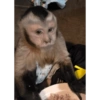 Monkey Stickers 1 26