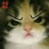 🐱🐈‍⬛ Gatitos XD 🐈‍⬛🐱 11