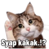 Syap kakak.!? CATSOFINSTAGRAM CATSOFIST