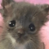 😽 GATITOS PA' REACCIONAR 😽 9