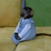 MACAQUINHO FOFO ❤️ 13