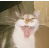 Cukurukuk 8