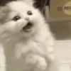 🧿Animalitos Cute para  Chat🐈🐶 21
