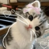 🤗💞 Gatos Tiernos 💞🤗 17