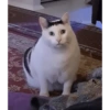 Cat meme 🐱 13