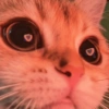 🌈🐈‍⬛✨️Gatos Funny Mood✨️🐈‍⬛🌈 9