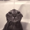 Cat meme / kucing  21
