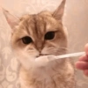 Gatos random 😺 27