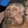 Macaco 13