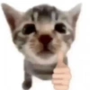 🌈🐈‍⬛✨️Gatos Funny Mood✨️🐈‍⬛🌈 22