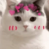 Gatos cute😎amor 2😎 14