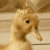 Patos Random 🦆🤣 14