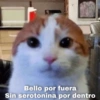 Animalitos para el chat pt.2💕 11