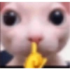 Kucing sigma 30