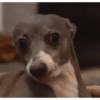 Dogs. | @ocenferios  Haki. 6
