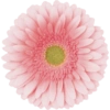 Pink flower  17