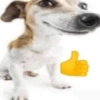 Cachorro meme 8