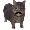 Akmal Cat oiia 9