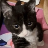 🐱🐈‍⬛ Gatitos XD 🐈‍⬛🐱 12