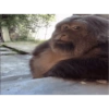 Monkey Stickers 1 20
