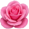 Pink flower  11