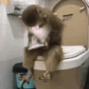 Macacos. | @ocenferios  Haki. 6