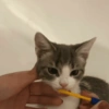 Gatos random 😺 25