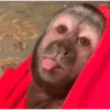 Monkey Stickers 1 30