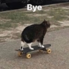 Cat meme 10