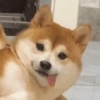 🧿Animalitos Cute para  Chat🐈🐶 6