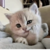 Gatos random 😺 20
