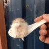 🌈🐹✨️Hamster Funny Mood✨️🐹🌈 6