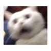 Memes engraçados de gatos 19