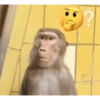 Monkey Stickers 1 27