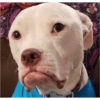 Perritos para reaccionar 🤭🐶💯 12