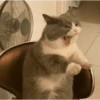 Cats reage 8