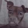 Cachorro meme 9