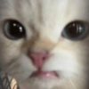 🐱🐈‍⬛ Gatitos XD 🐈‍⬛🐱 10