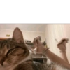 Gatitos bonitos 💗 28