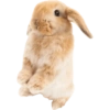 Animals 28
