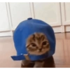 Cat Black 7